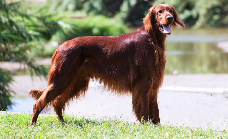  Gordon Setter